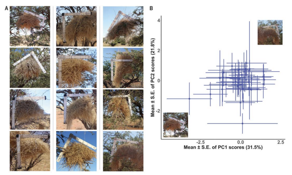 Birds have a 'culture.' Just look at these nests.