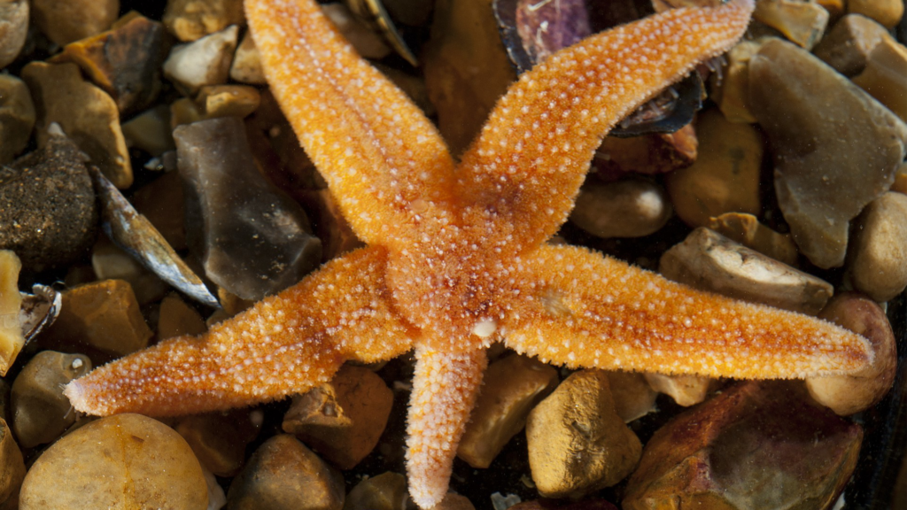 How starfish lose limbs (intentionally) and survive