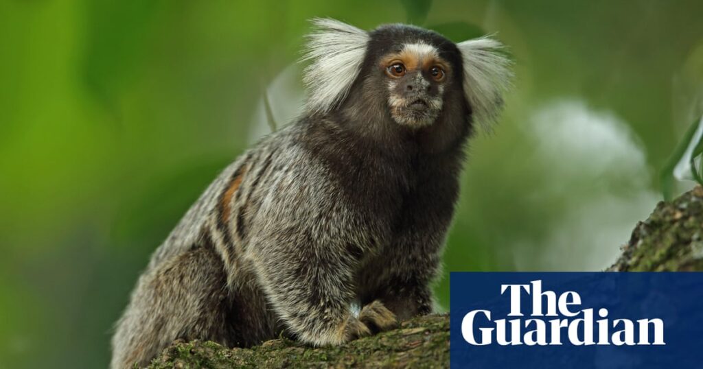 Marmosets use specific 'names' for each other, study finds